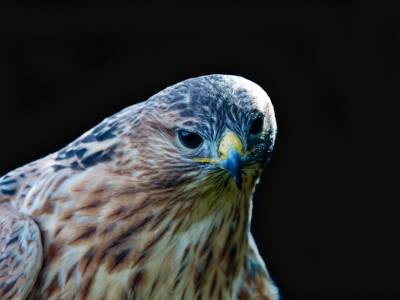 Faucon cr&eacute;cerelle - De Zonnegloed - Refuge pour animaux
